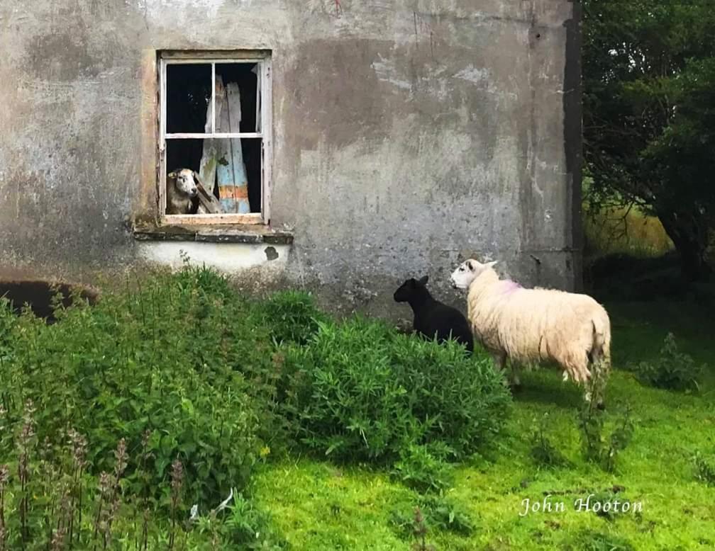 Villa Teach Eoin à Dingle Extérieur photo